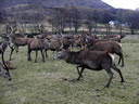 Deer waiting to be fed at Arnisdale 